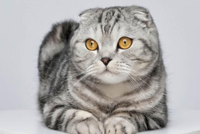 scottish-fold.jpg