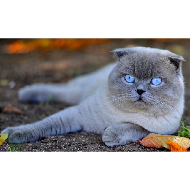 scottish-fold-cat-3-640.jpg